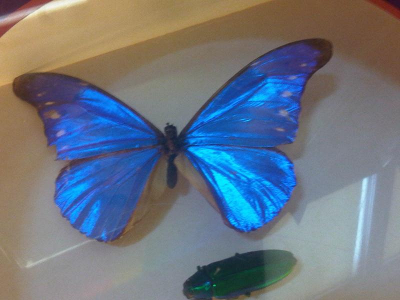 File:Iz - Morpho rhetenor.jpg