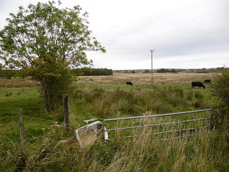 File:Kennox Moss - geograph.org.uk - 4701211.jpg