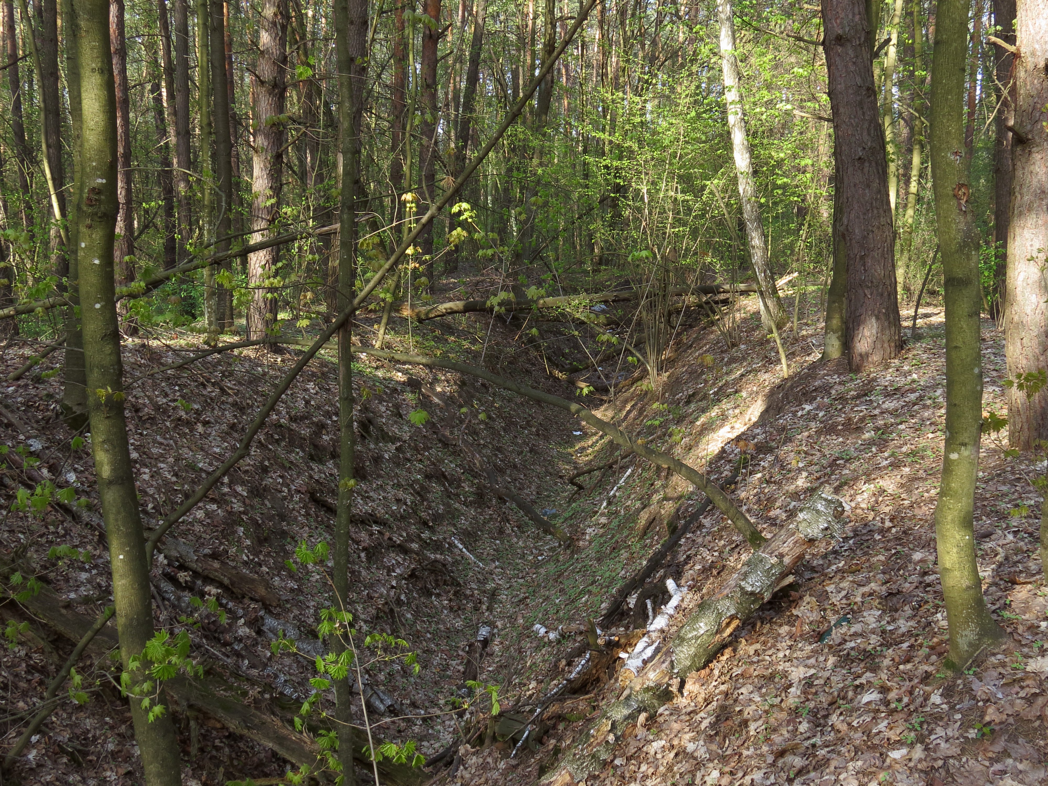 Лес 8. С102-0008 леса. Лес 8 УК. Mixed Forest Ярославль.