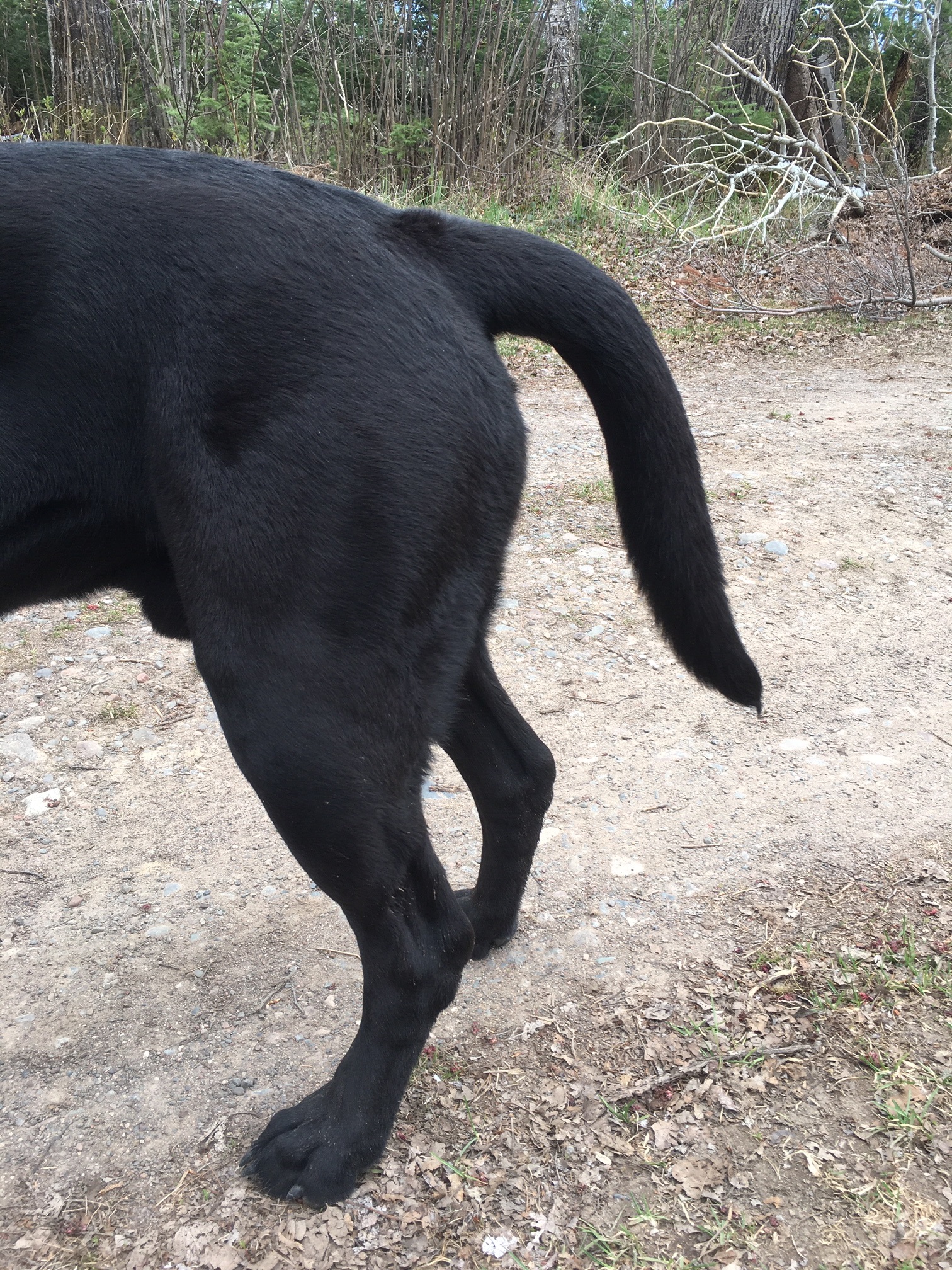 how cold is too cold for labradors