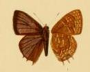 File:Lycaenesthes alberta.JPG