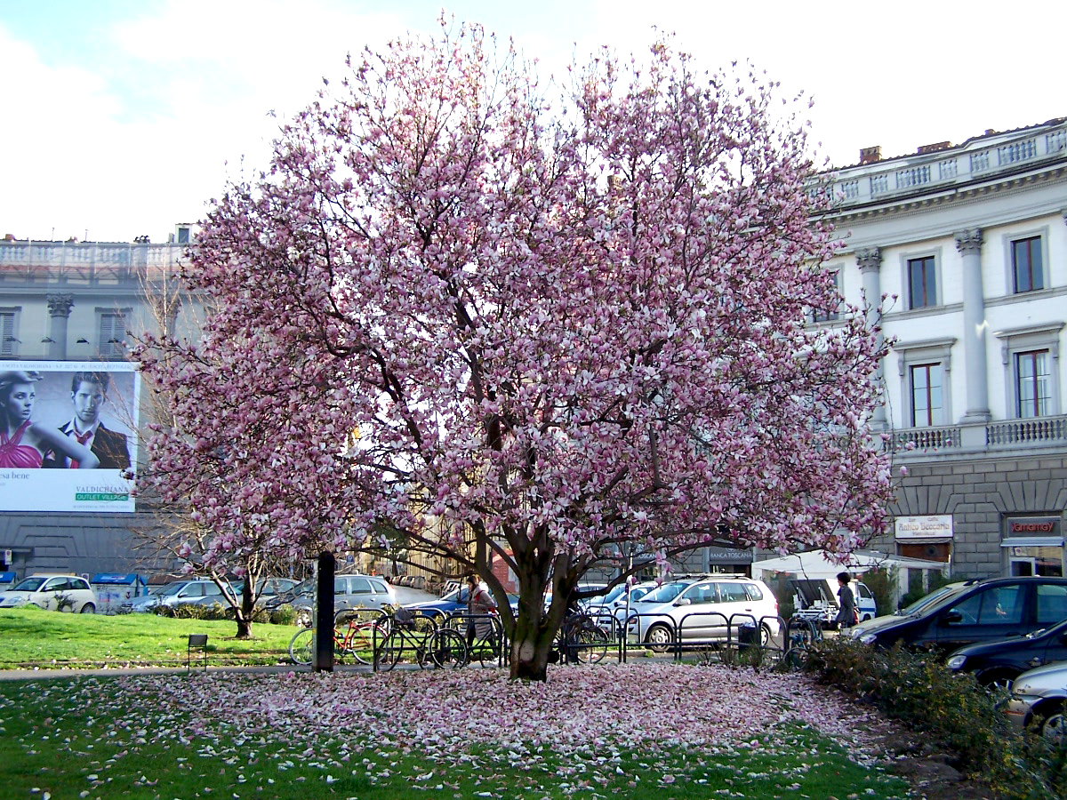 Magnolia Liliflora Saiba Tudo Sobre Essa Planta - Guia das Suculentas