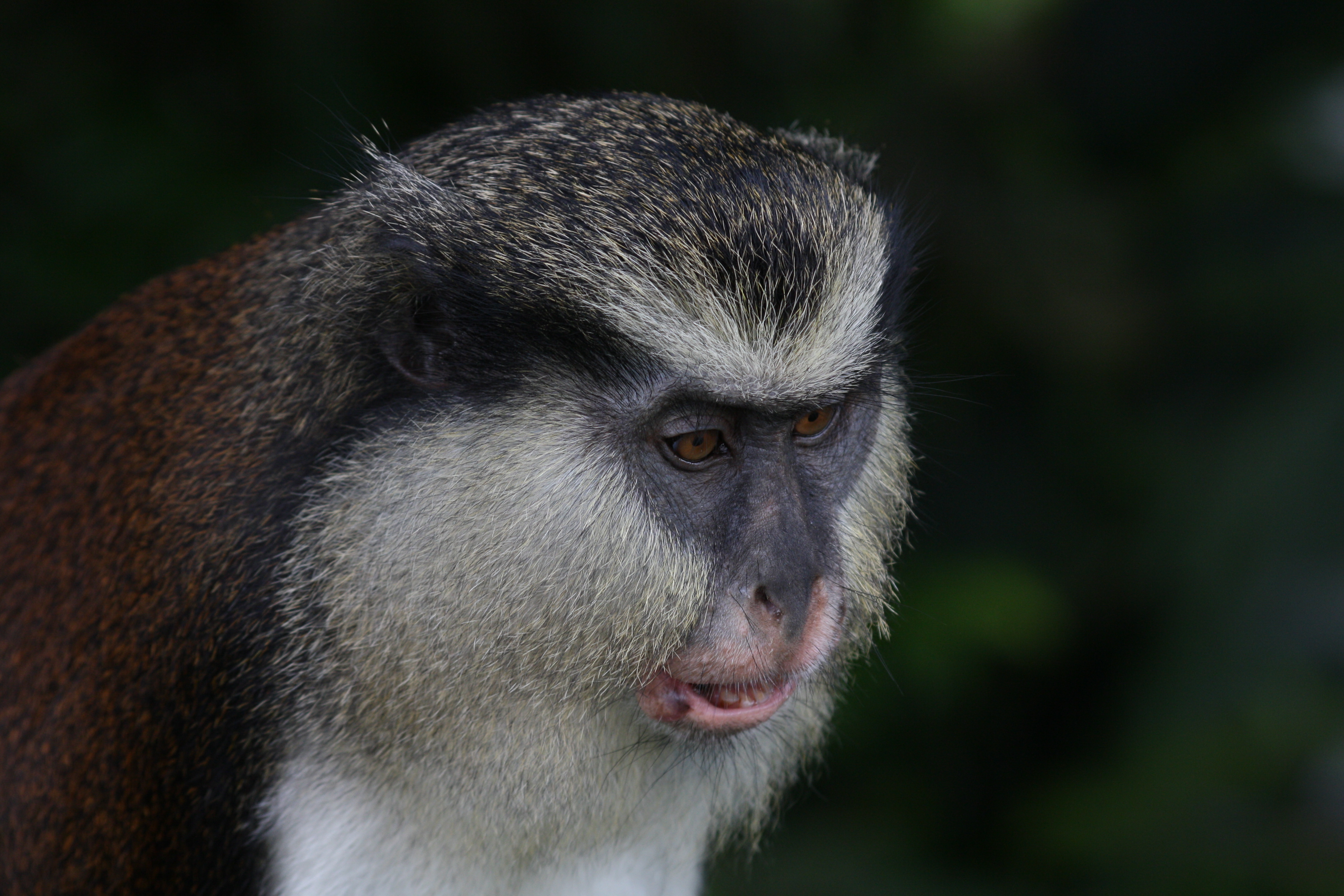 Mona monkey - Wikipedia