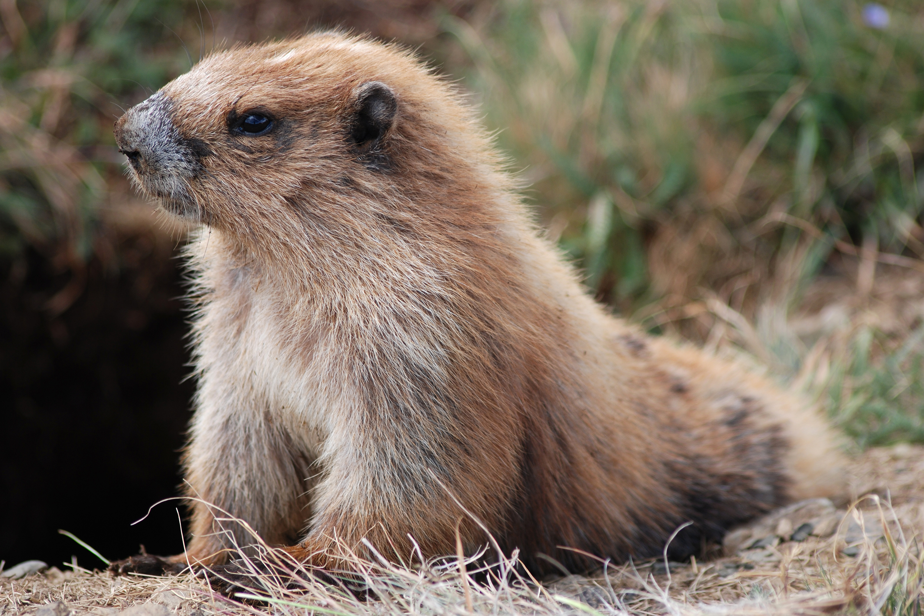 Olympic marmot - Wikipedia