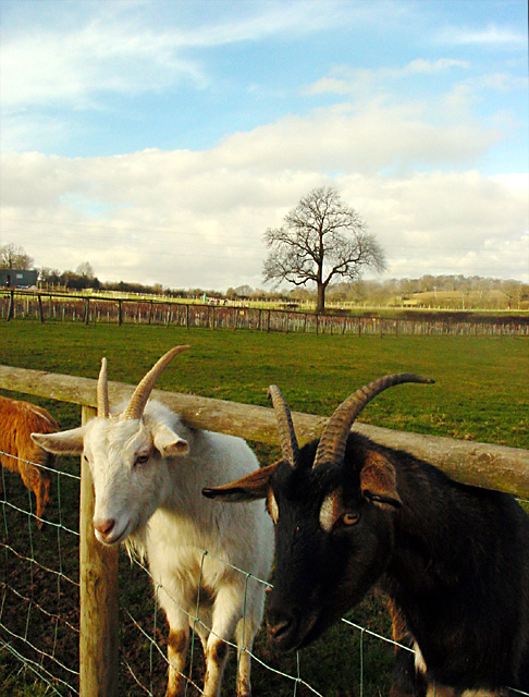 File Noah S Ark Zoo Farm 01 Jpg Wikipedia