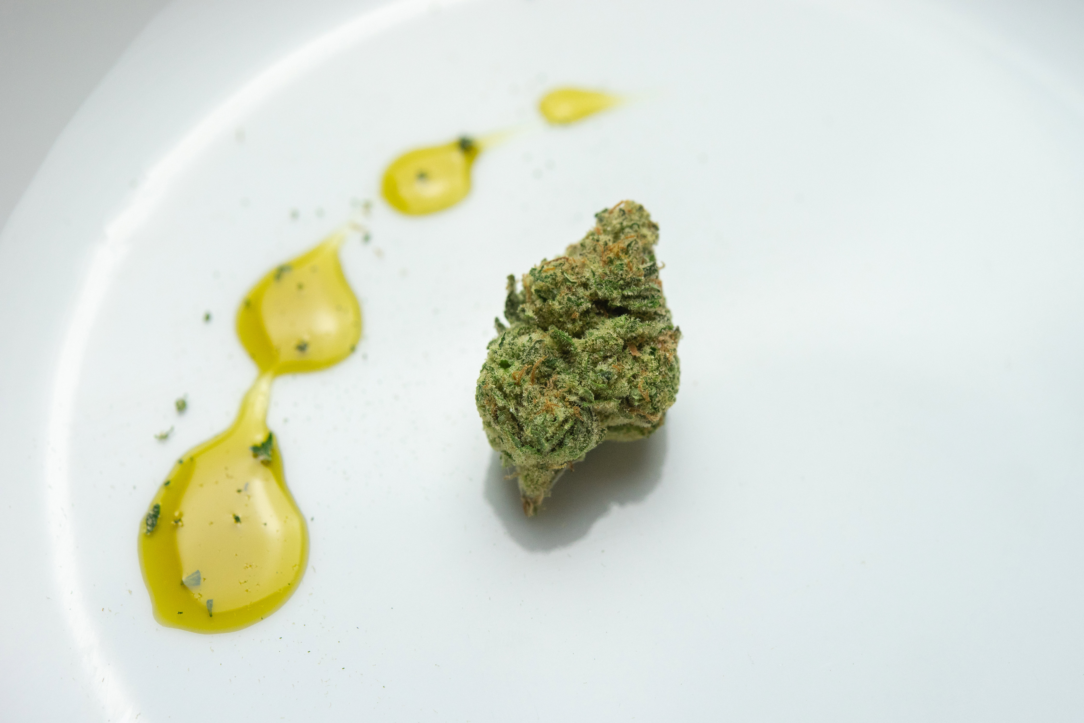 publish it under the following license: English Cannabis Nug on Plate with CBD Oil author name string: Sherpa SEO Wikimedia username: Sherpa SEO URL: https://commons