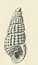 <i>Odostomia rinella</i>