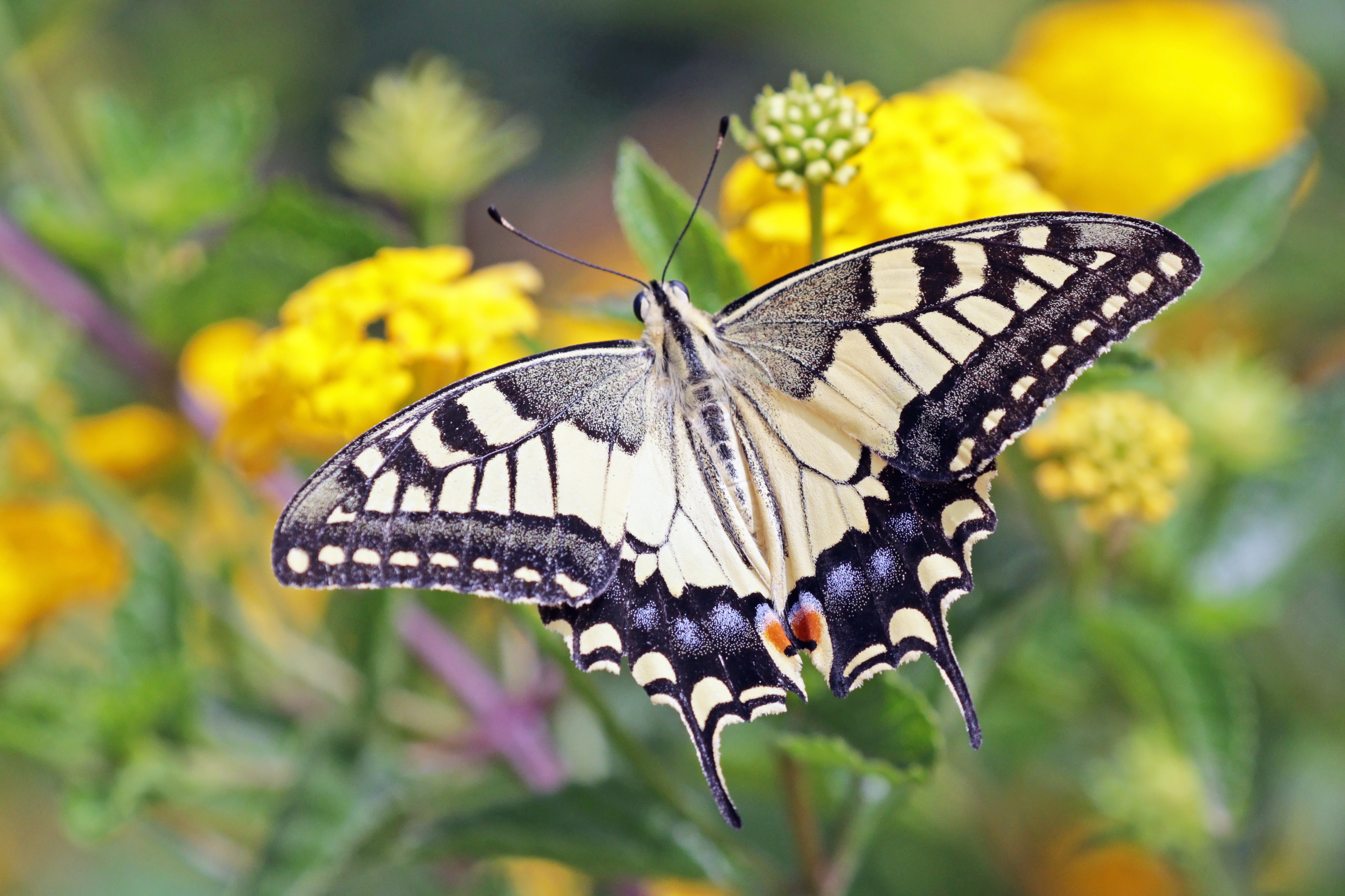 Бабочка махаон описание. Papilio Machaon Gorganus. Махаон. Gorganus. P. M. Gorganus.