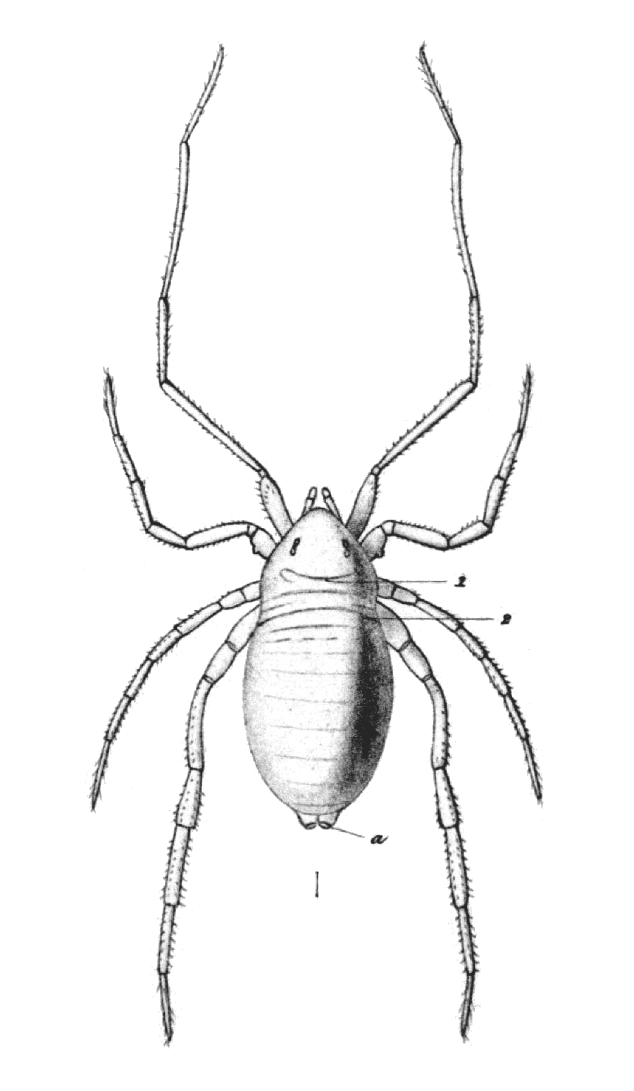 PDF) Neocarus spelaion sp. n. (Parasitiformes, Opilioacaridae), a