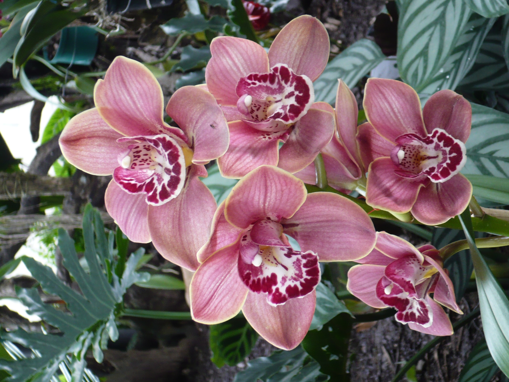 File:Orquídea-1.jpg - Wikimedia Commons