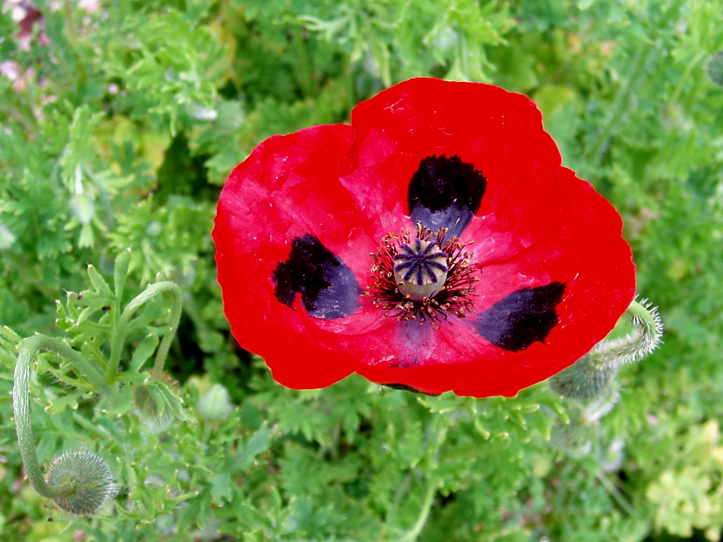 Мака рода Papaver