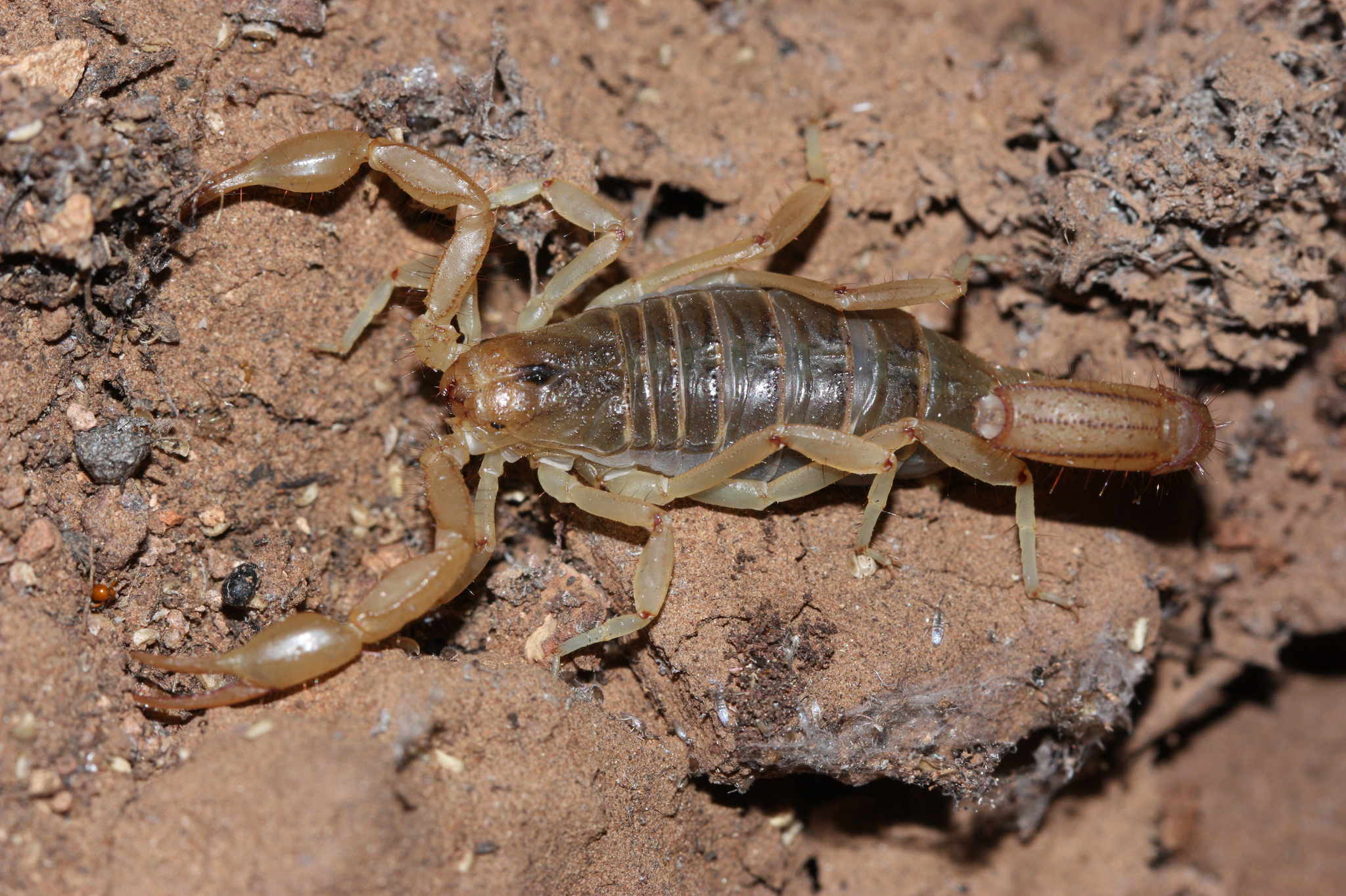 striped tail scorpion