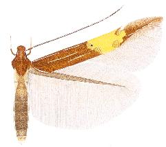 <i>Pebobs elara</i> Species of moth