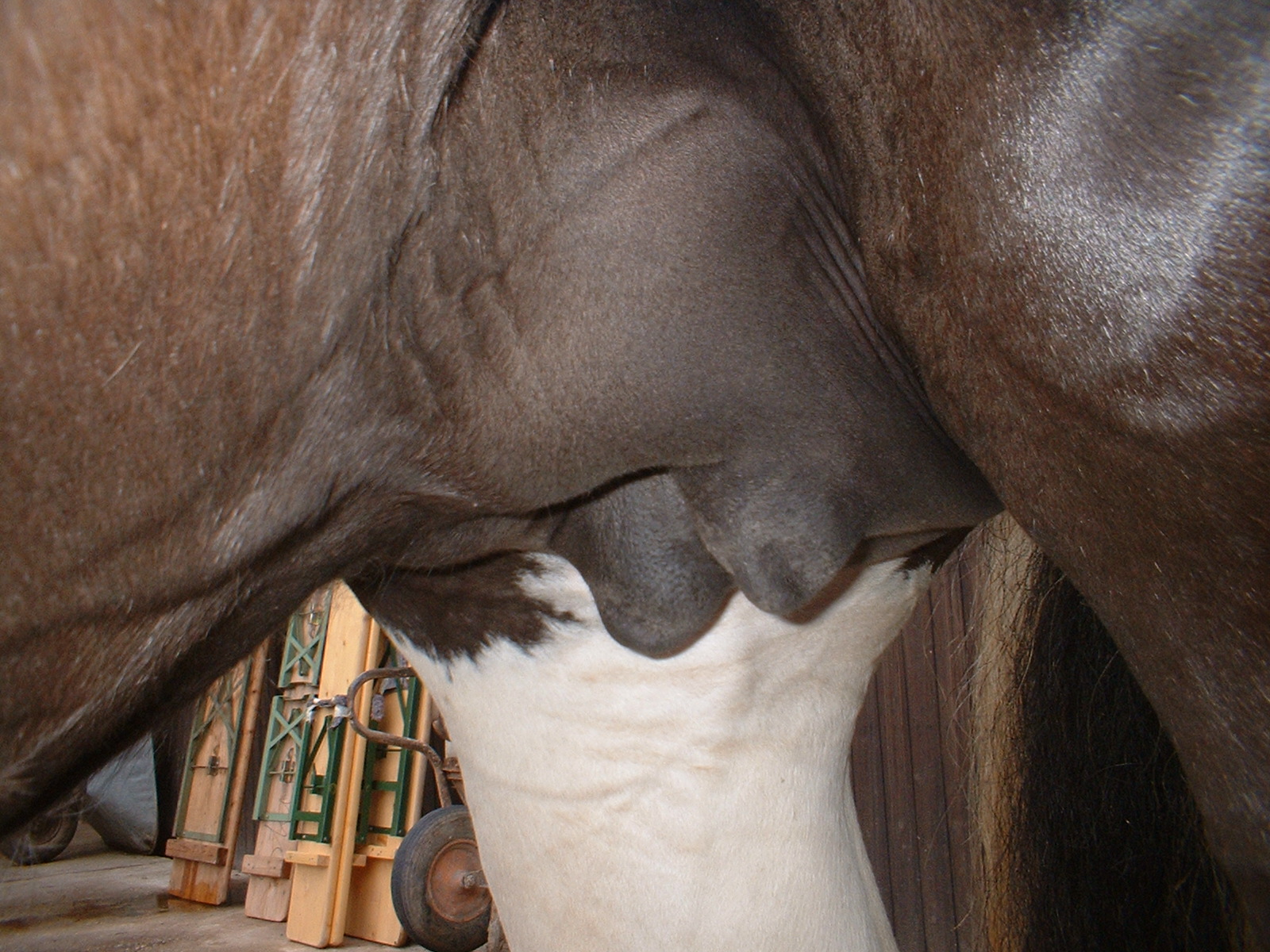 Молочные железы лошади