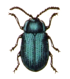 File:Phratora.vitellinae.-.calwer.44.19.jpg