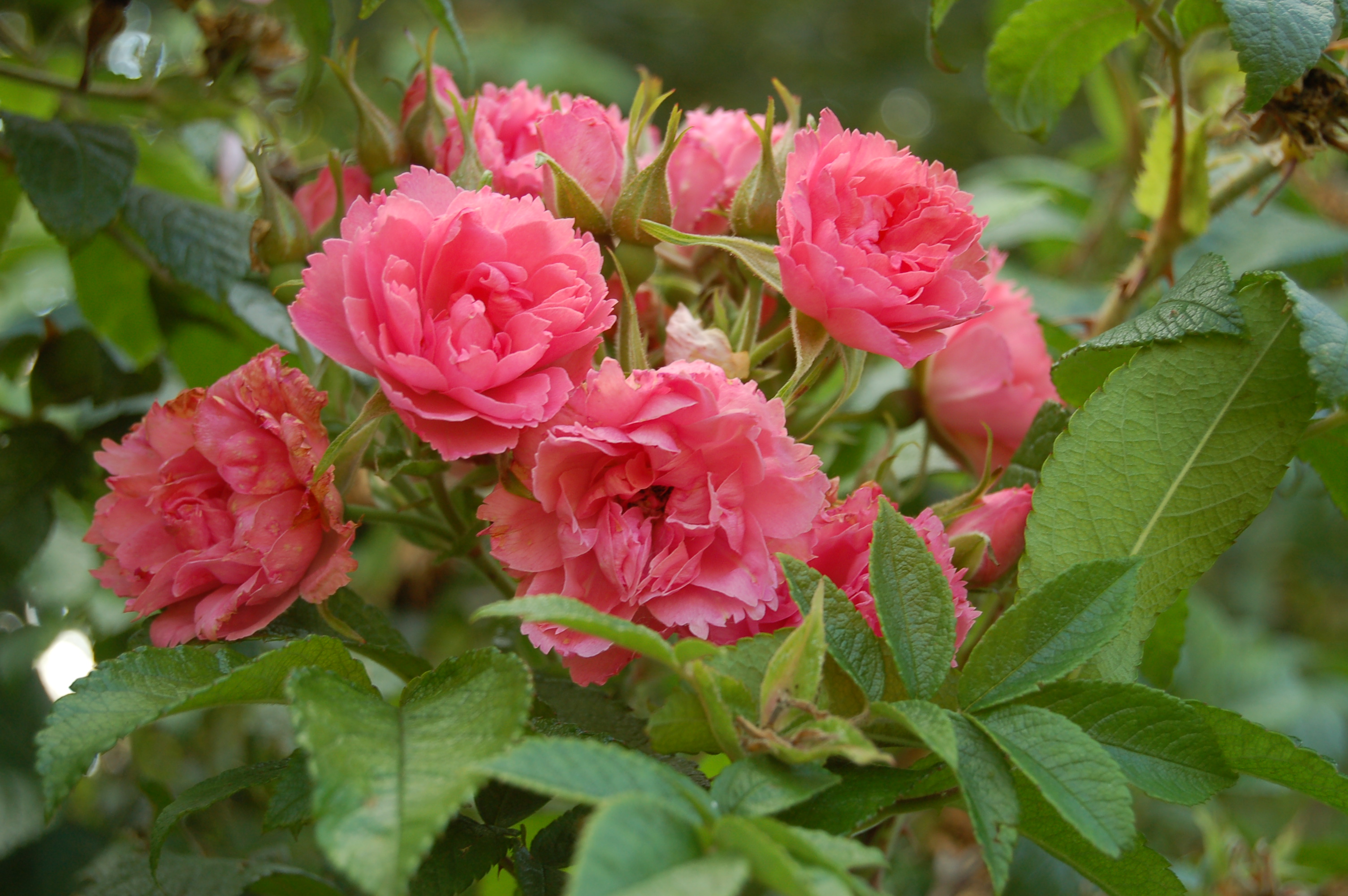 Rosa rosa 69. Роза морщинистая Rosa rugosa. Роза морщинистая Гротендорст. Pink Grootendorst роза. Шиповник (роза) морщинистый.