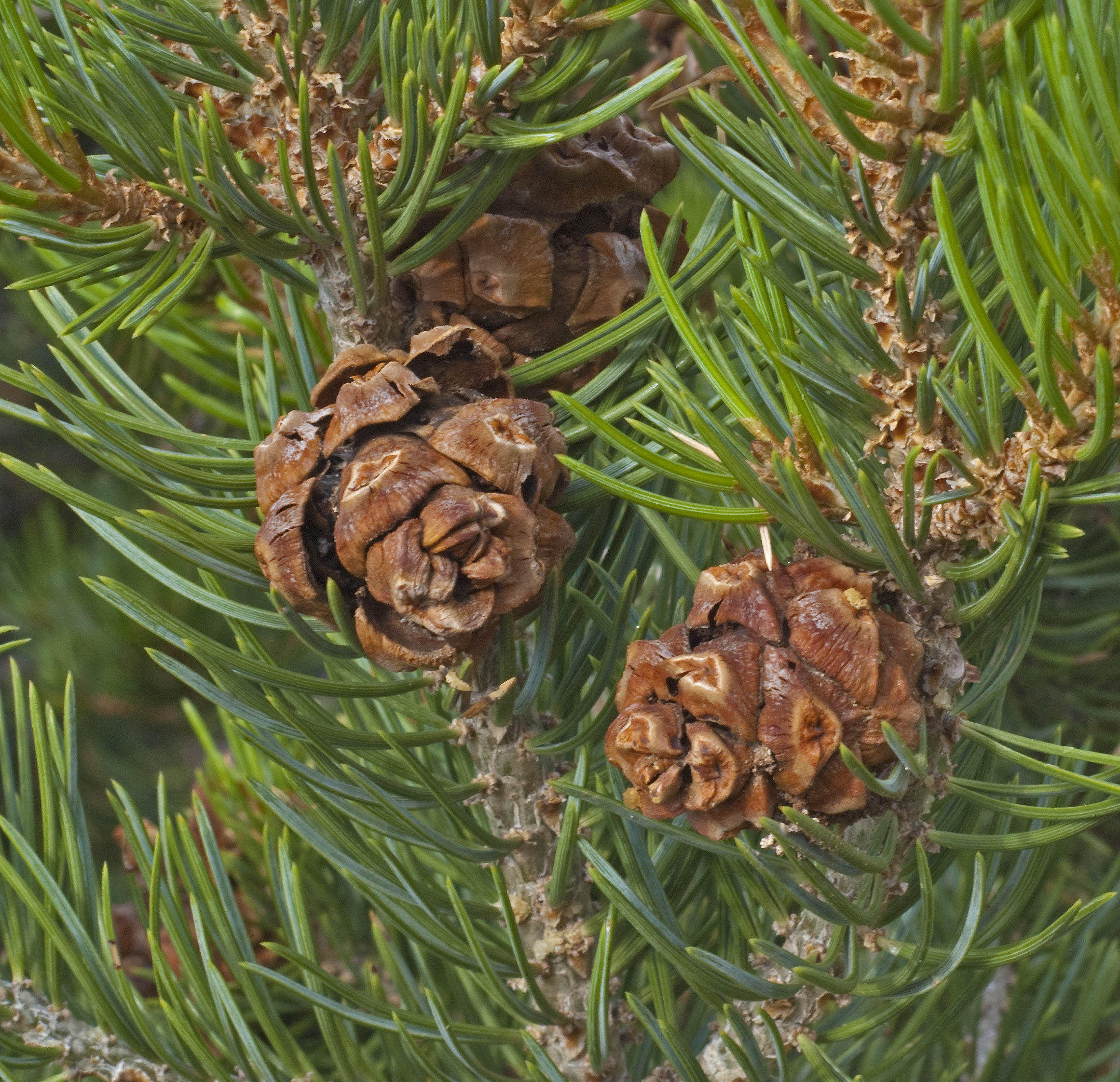 Шишки хвойных растений. Pinus edulis. Сосна съедобная Pinus edulis. Сосна Культера (Pinus coulteri). Сосна съедобная колорадская.