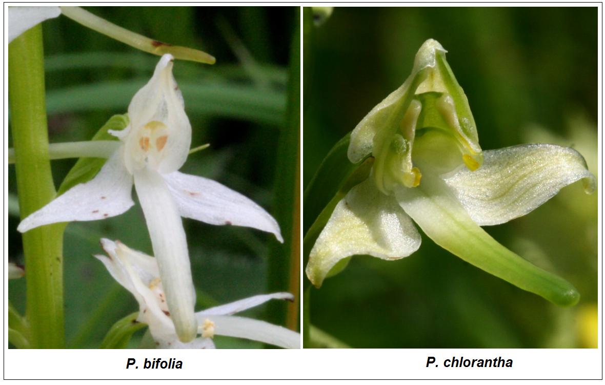 [résolu]platanthera chlorantha (Custer) Rchb., 1828 orchis verdâtre Platanthera_bifolia_ENBLA09