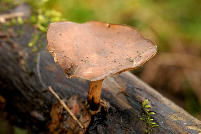 File:Polyporus.brumalis.-.lindsey.jpg