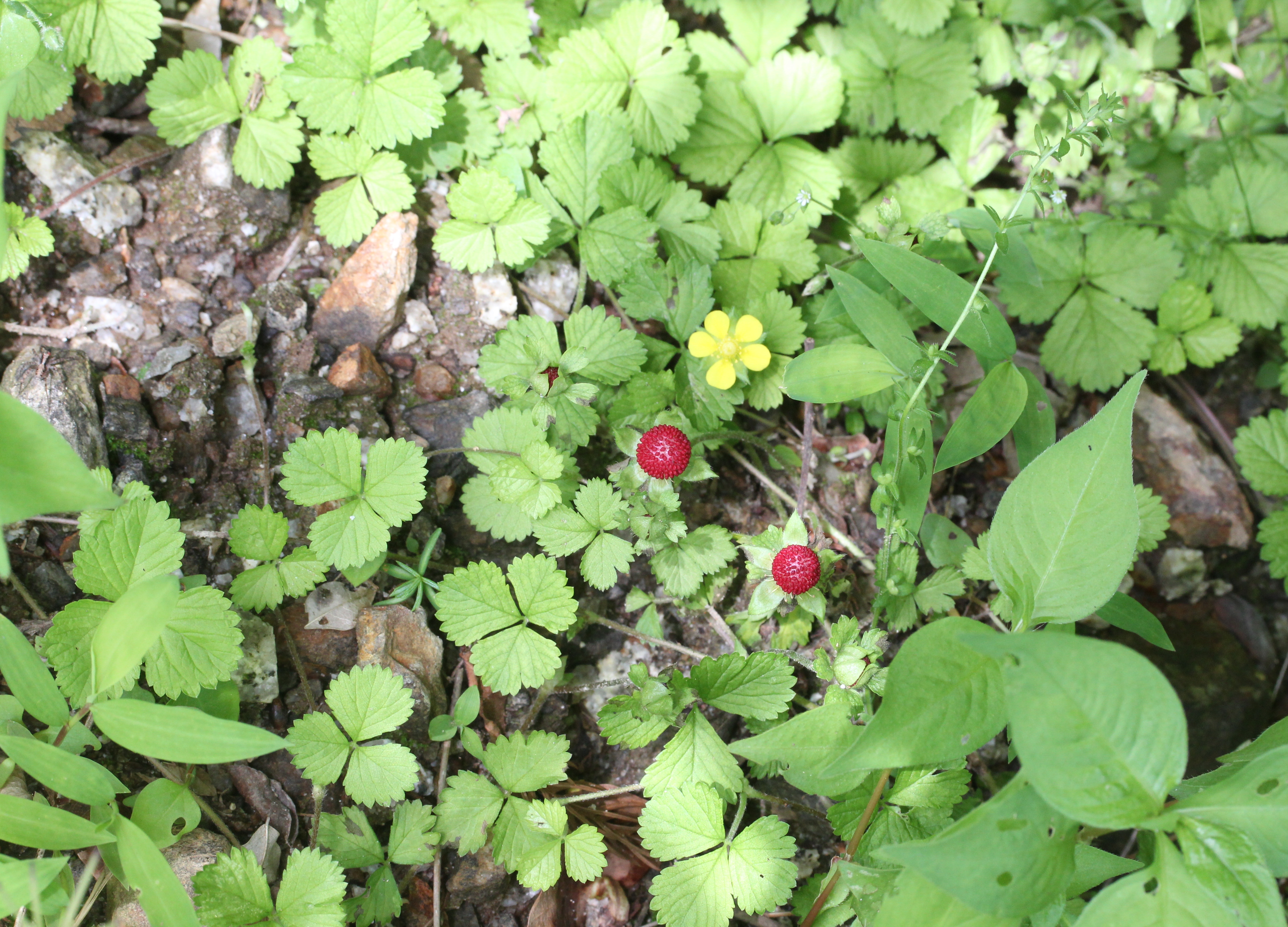 File Potentilla Hebiichigo S2 Jpg Wikimedia Commons