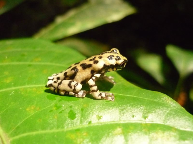 File:Reserva Biológica do Uatumã Carine Emer (02).jpg