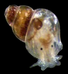 Rissoellidae Family of gastropods