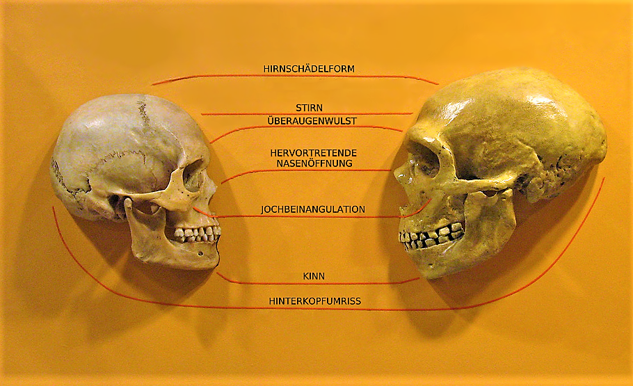 Homo Sapiens Sapiens moderner Mensch