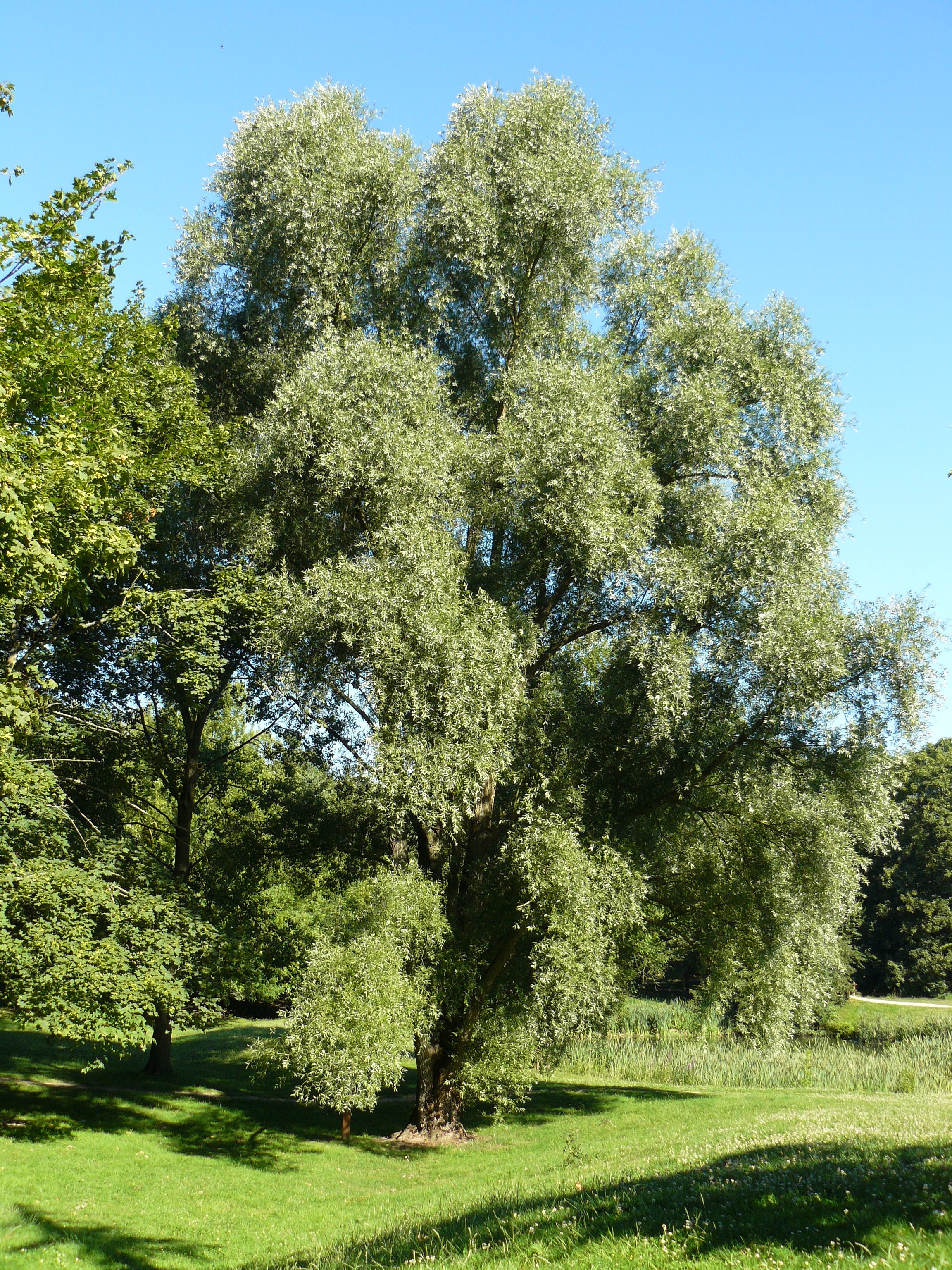 Ветлая. Ива ломкая Ракита. Ива ветла Ракита. Ива белая ветла. Ива белая (ветла) Salix Alba.