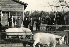 File:Sergeant Thomas looks over the hogs.JPG