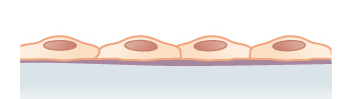 Simple squamous epithelium.png