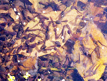 File:Tadpoles Common Frog.jpg