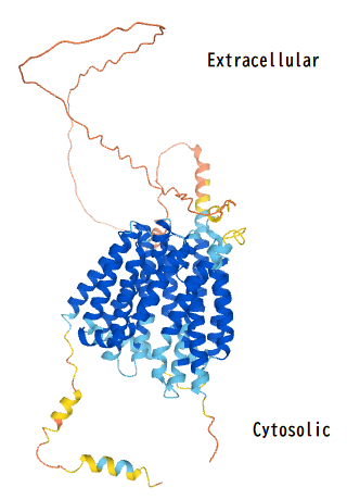 Predicted Tertiary Structure of the MFSD6L Protein Tertiary structure of MFSD6L protein.png