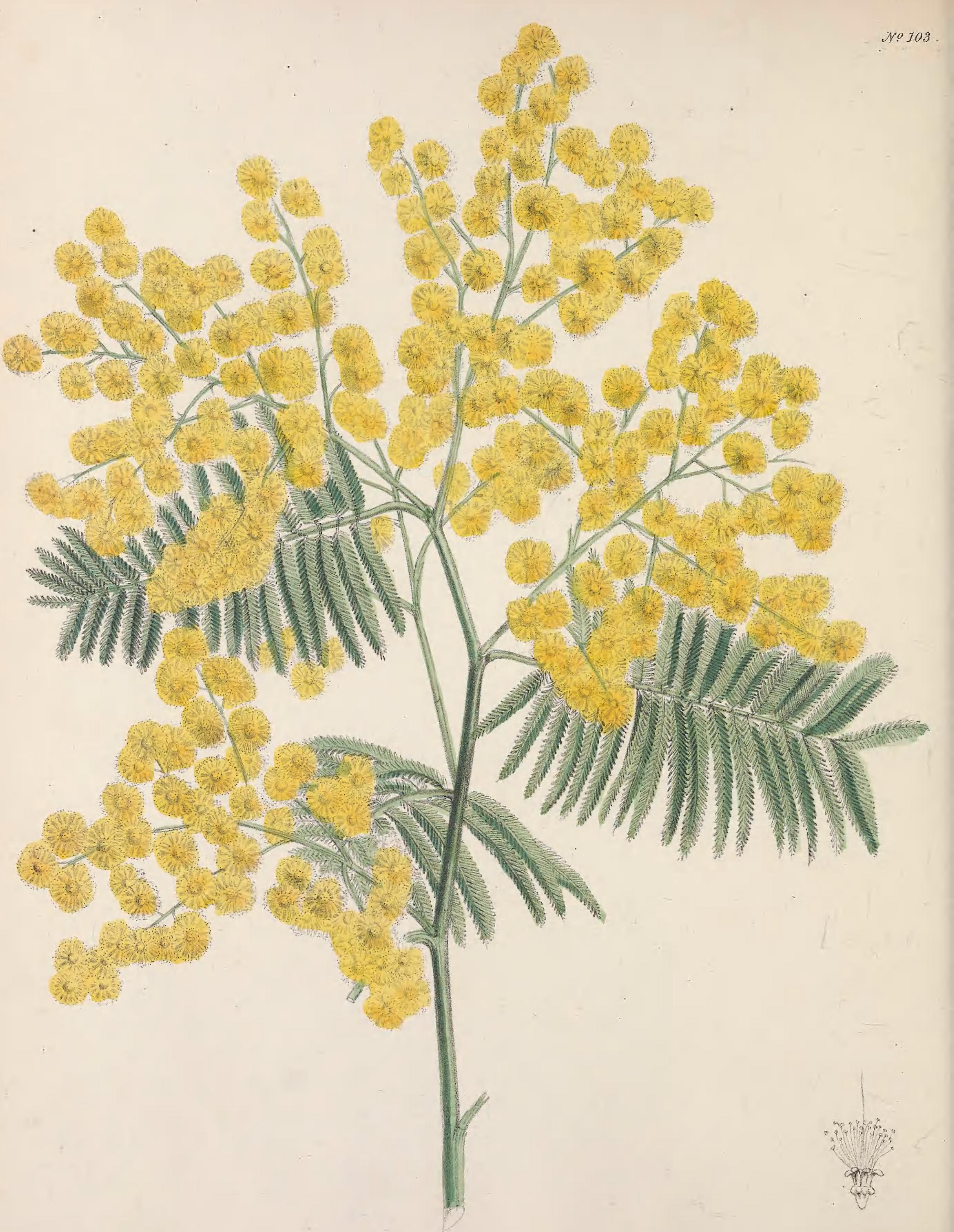 Мимоза цветок нарисовать. Мимоза Acacia dealbata. Акация серебристая Мимоза. Acacia dealbata гербарий. Acacia dealbata рисунок.