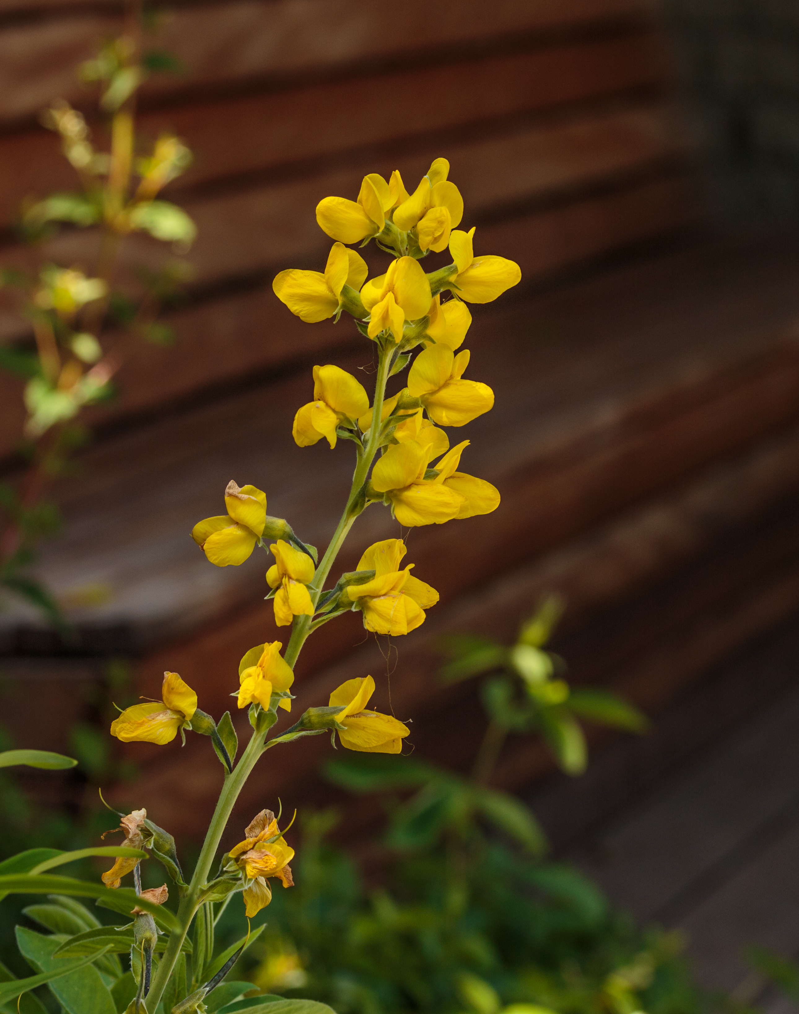 Thermopsis lanceolata термопсис ланцетный