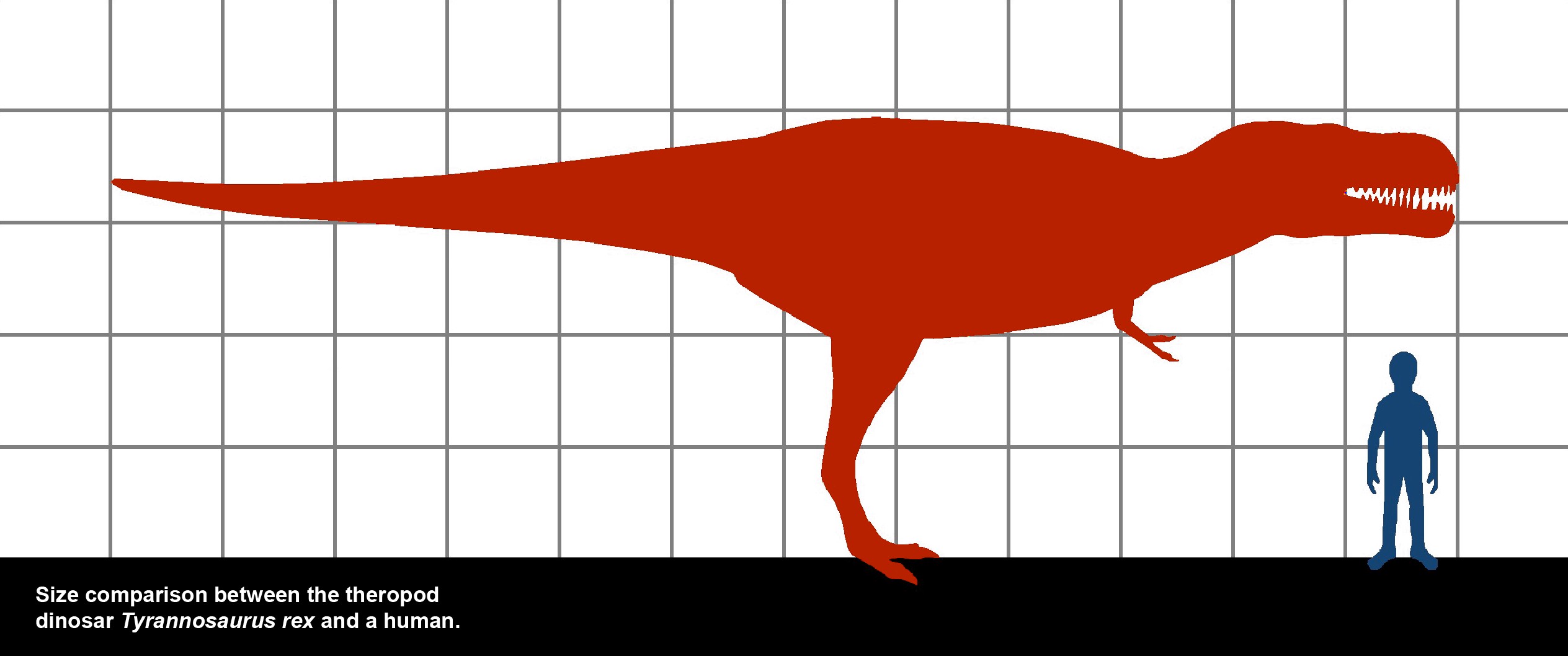 tyrannosaurus size comparison