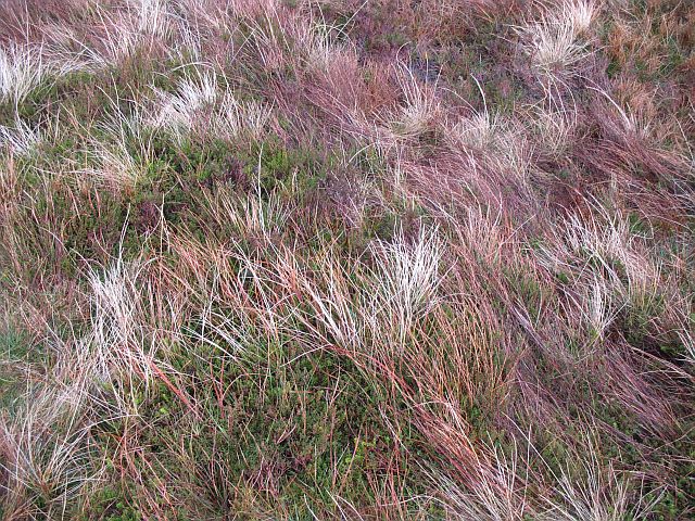 File:Vegetation, Cruach nan Caorach - geograph.org.uk - 616025.jpg