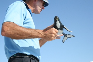 File:Whale-watching-australia.jpg