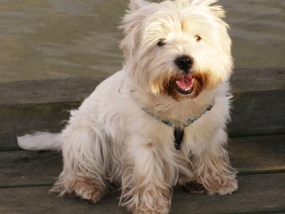 File:White-terrier.jpg