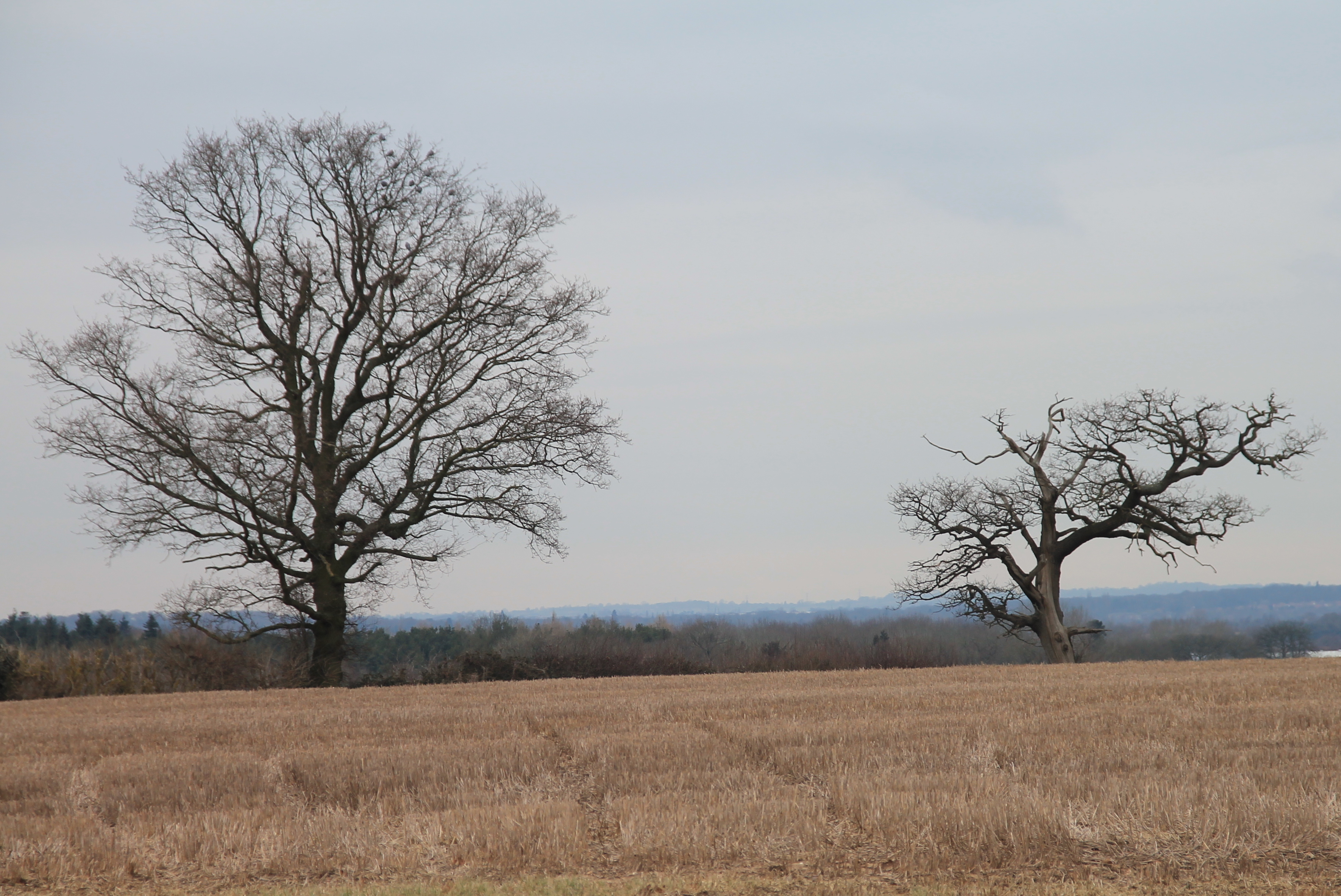 File:Winter tree.jpg - Wikipedia