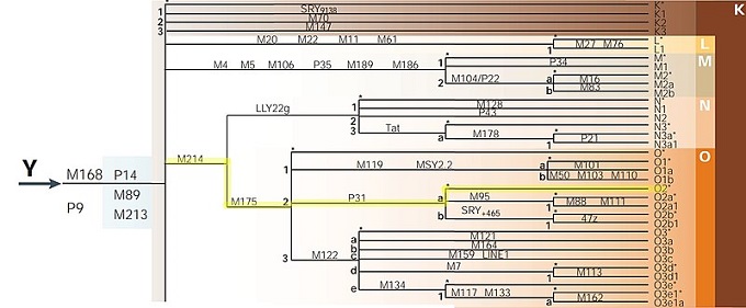 Mutasi Y-DNA O2-P31