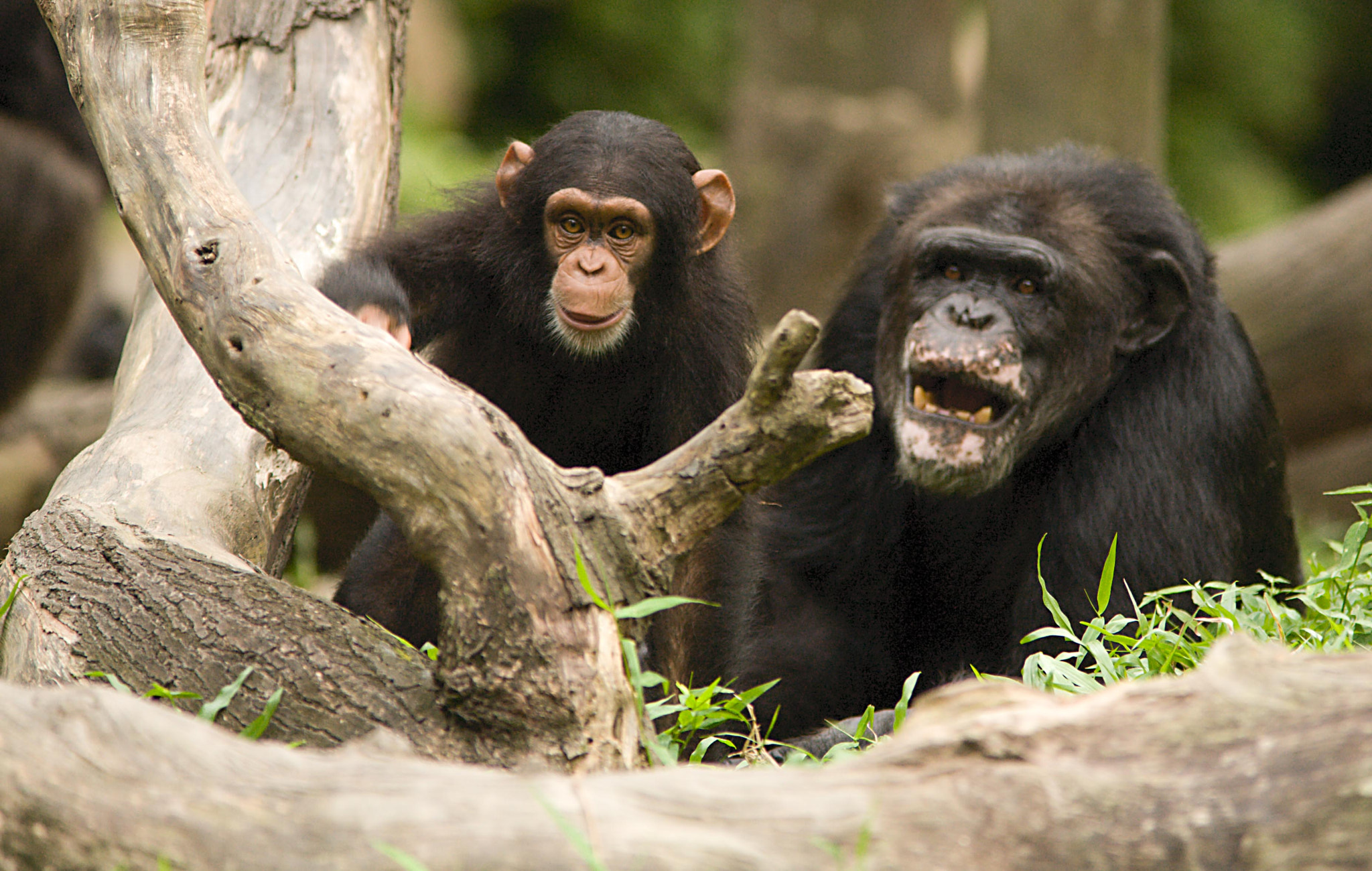 Черномордый шимпанзе (Pan Troglodytes Troglodytes. Chimpanzee Zoo. Small differences