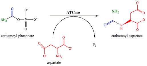 Reaction of aspartate transcarbamylase.