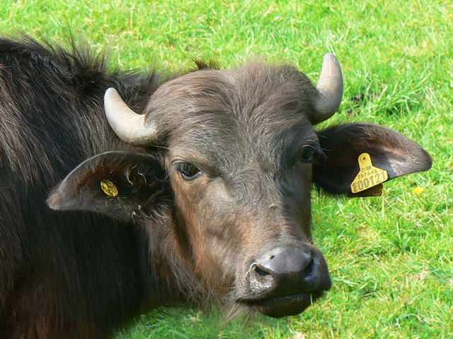 File:A water buffalo, Little Hungerford, West Berkshire - up close - geograph.org.uk - 398650.jpg