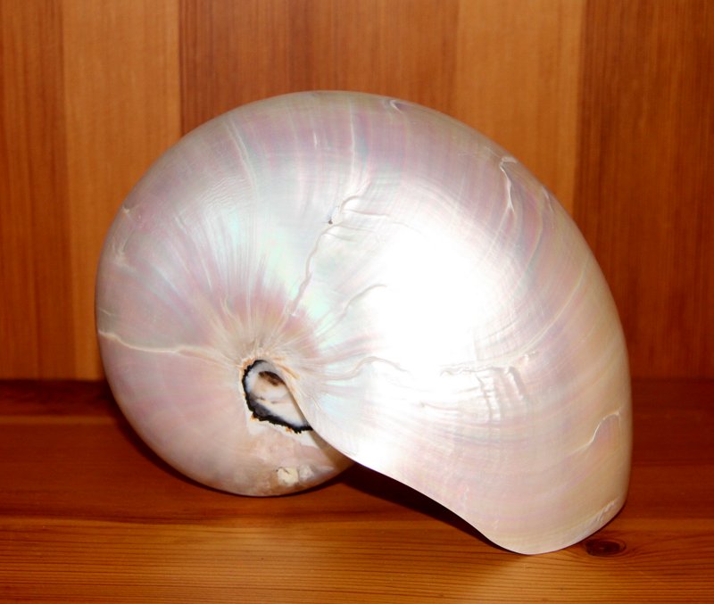 File A White Nautilus Shell Jpg Wikimedia Commons