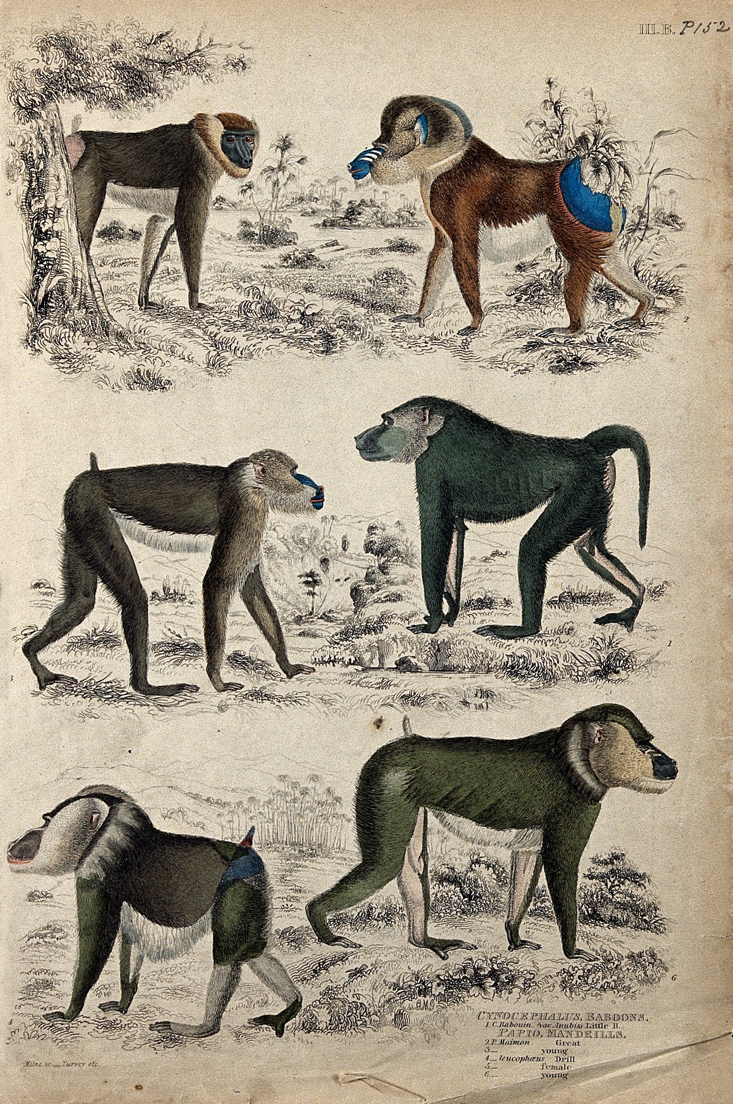 File Above A Female Mandrill And A Great Mandrill Middle A You Wellcome Vel Jpg Wikimedia Commons