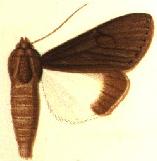 <i>Audea melaleuca</i> Species of moth