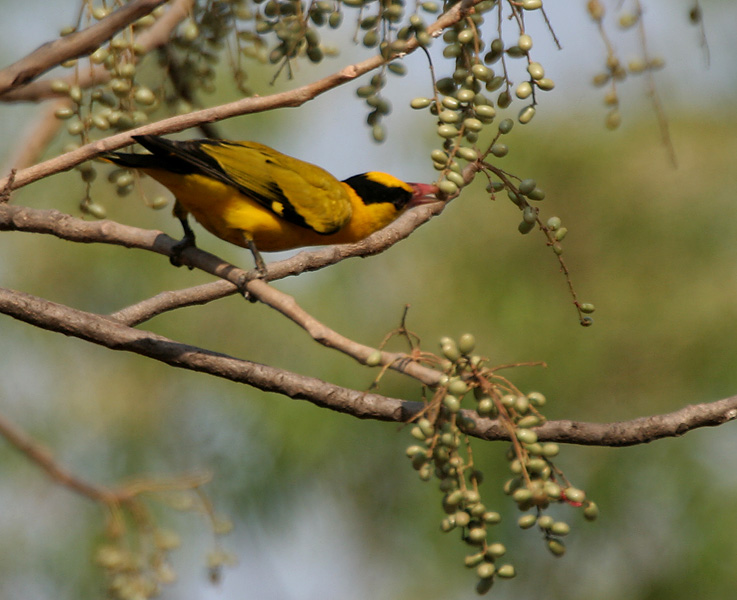 File:Black-naped Oriole feeding on Lannea coromandelica W IMG 7456.jpg