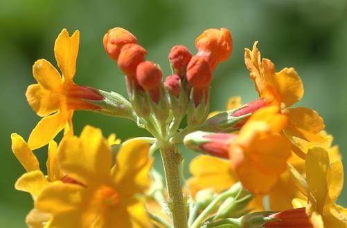 Примула Буллея (Primula bulleyana)