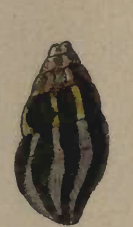 Clavus cantharis 001.png