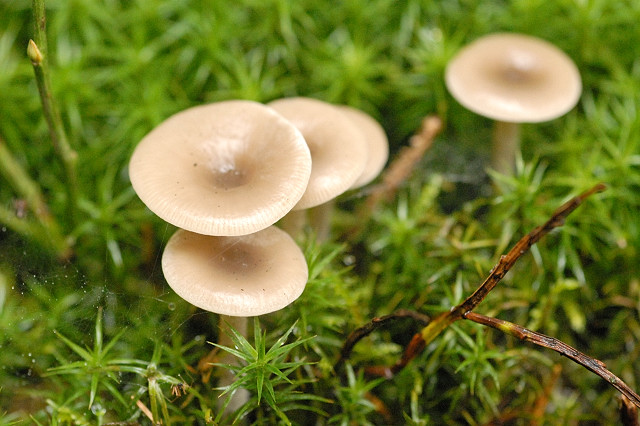 File:Clitocybe.vibecina3.-.lindsey.jpg